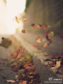 生如夏花之绚烂，死如秋叶之静美。Let life be beautiful like summer flowers and death like autumn leaves.